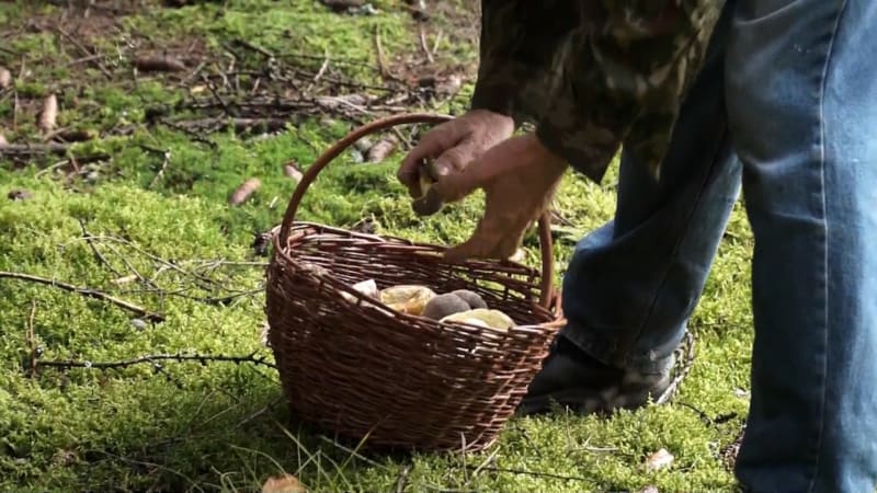 Ani prudké lijáky houbám nepomohou. Odborníci vysvětlili, proč v českých lesích stále nerostou