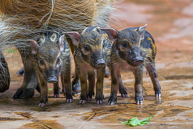 Vyhrajte rodinné vstupenky do Zoo Praha. Seznamte se s roztomilými štětkouny