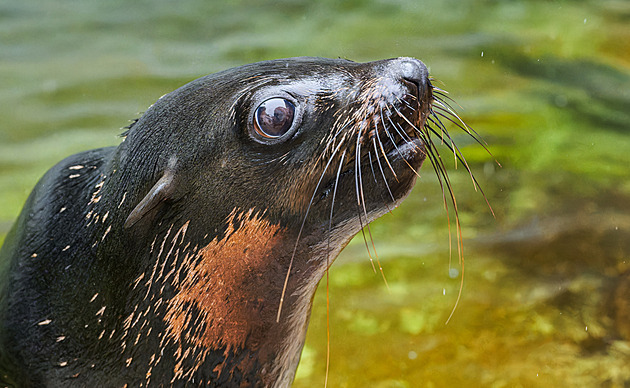 Od Gastona k Oslu. Zoo Praha píše novou kapitolu lachtaního rodu