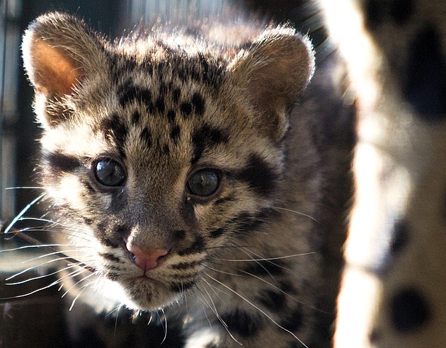 Ostravská zoologická zahrada ukončila chov pardálů, poslední samici utratila
