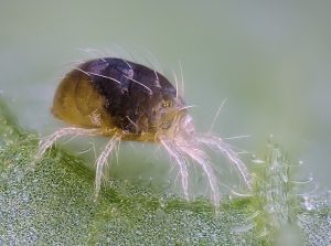 Svilušky ničí rostliny doma i na zahradě. Zbavte se jich přírodní cestou