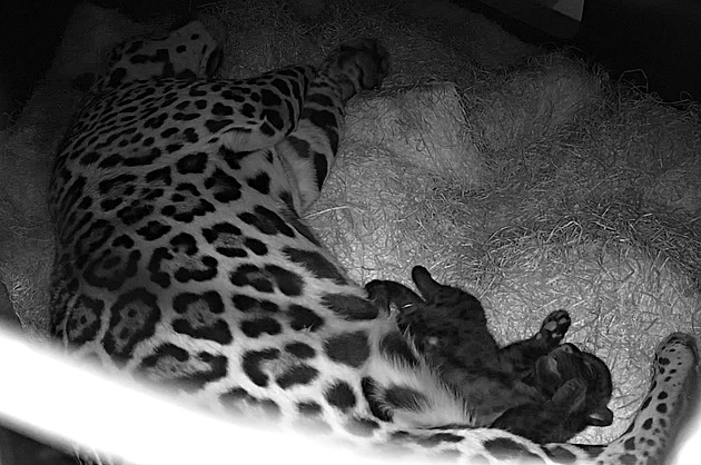 Ošetřovatelé zlínské zoo zjistili pohlaví mláděte jaguára, je to holka