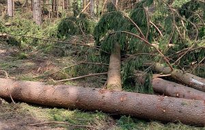 Odvalovali ležící kmen z cesty. Spadl na devítiletou dívku a těžce ji zranil