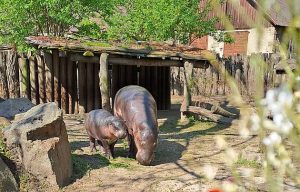 Neházejte mince jeseterům, nesplní vám přání, nabádá zoo návštěvníky