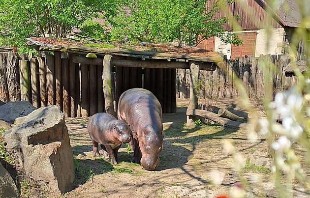 Neházejte mince jeseterům, nesplní vám přání, nabádá zoo návštěvníky