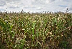 Stát zavádí protierozní opatření. Pěstovat kukuřici a řepu bude složitější