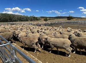 Austrálie profituje z rekordních cen skopového, export prudce roste