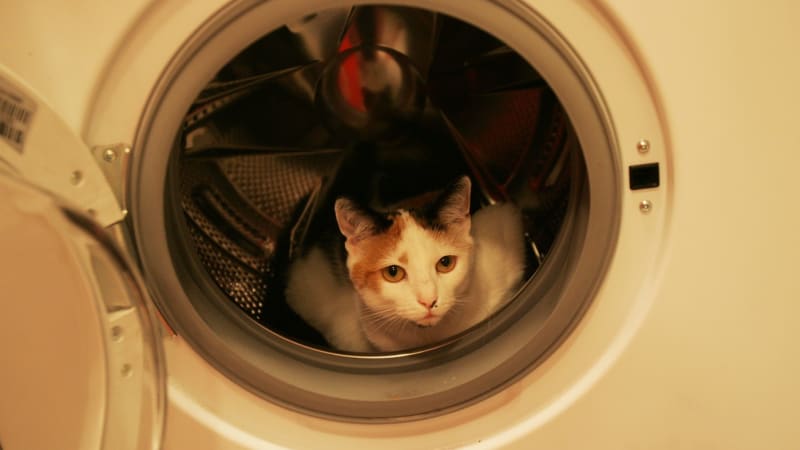 Kotě přežilo hodinu v zapnuté pračce. Neviděla jsem zvíře v takovém stavu, děsila se veterinářka