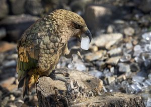 VIDEO: Mrazivé osvěžení pro zvířata v zoo, lední medvědi jsou ve svém živlu