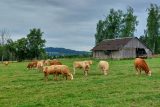 Chovatel musí zajistit zvířatům při převozu ve velkých vedrech vodu a pohodu, říká šéf veterinářů