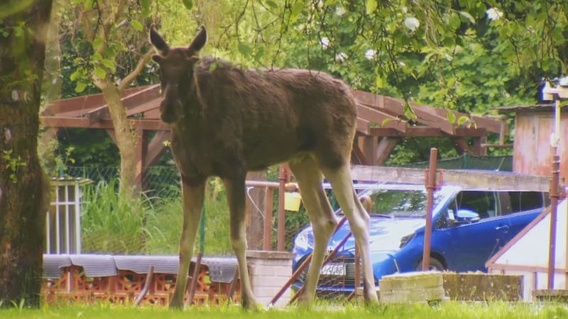 Los cestovatel dorazil z Ostravska na Zlínsko. Zoolog odhadl, kde obrova anabáze asi skončí